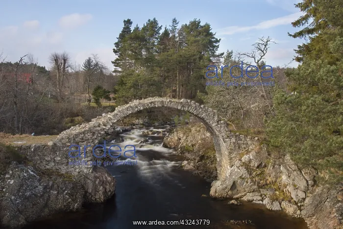 : Old Packhorse Bridge across the River Dulnain - : Old Packhorse Bridge across the River Dulnain -