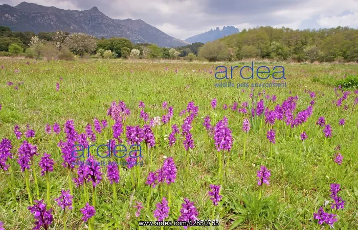 : Old pasture full of Green-winged Orchids : Old pasture full of Green-winged Orchids