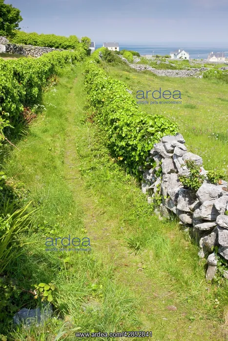 : Old pathway through small limestone-walled old
