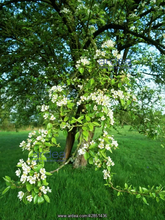  : Old PEAR Tree - in Orchard