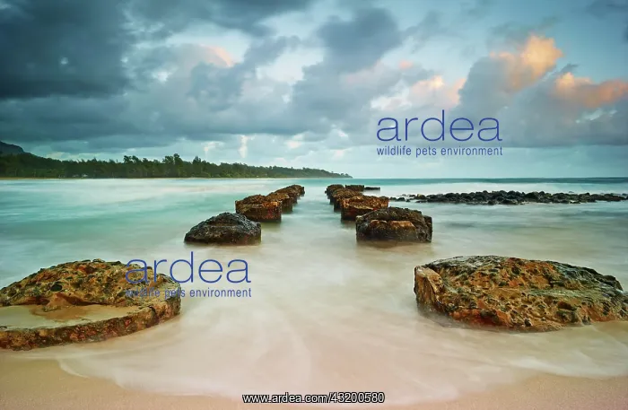 : Old pier at Anahola Bay at sunrise, Kaua'i, Hawaii : Old pier at Anahola Bay at sunrise, Kaua'i, Hawaii