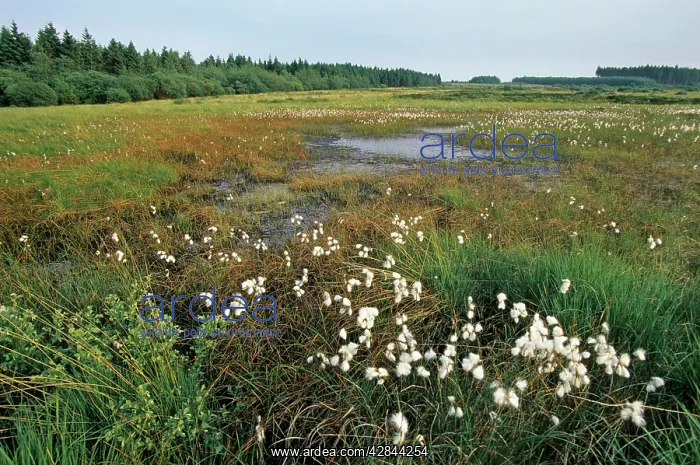 : Old Pingo / Hydro Laccolith / Pingas : Old Pingo / Hydro Laccolith / Pingas