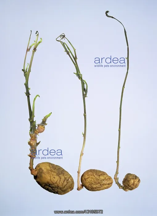 : Old potato sprouts : Old potato sprouts