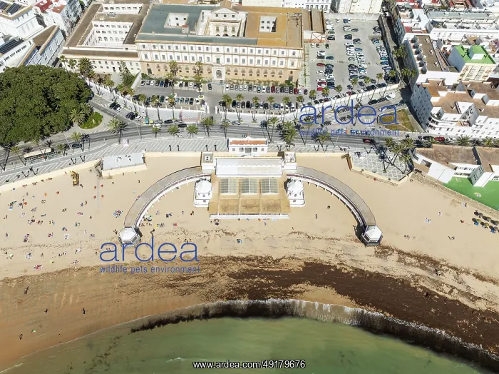 : The old quarter of the town of Cádiz : The old quarter of the town of Cádiz