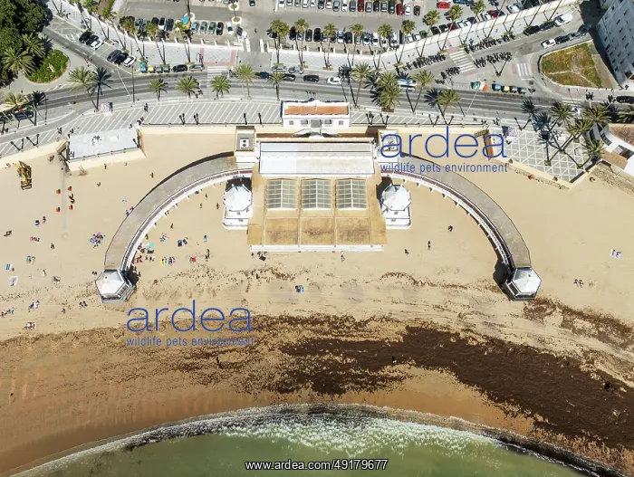 : The old quarter of the town of Cádiz : The old quarter of the town of Cádiz