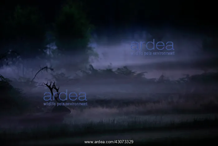 : Old Red deer (Cervus elaphus) lying in the mist : Old Red deer (Cervus elaphus) lying in the mist