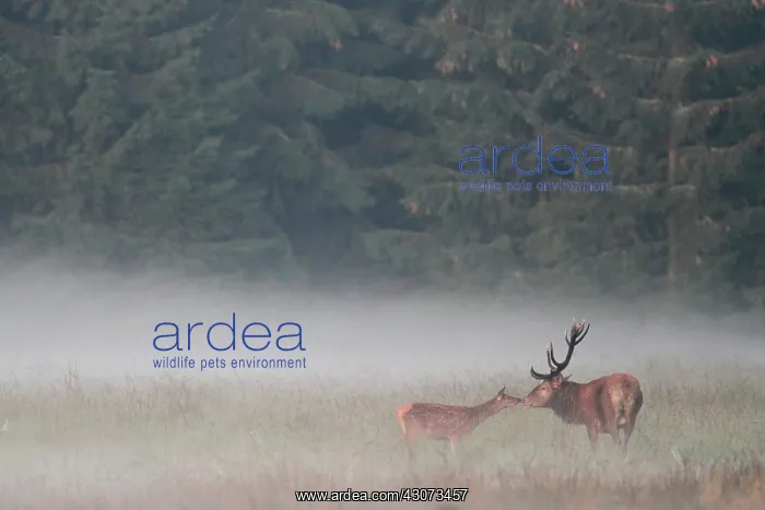  : Old red deer (Cervus elaphus) smelling a fawn in