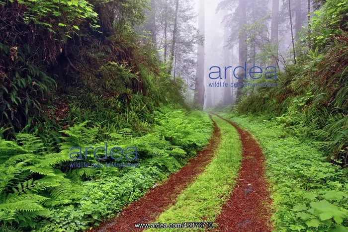 : Old roadway through foggy redwood forest, Redwood : Old roadway through foggy redwood forest, Redwood