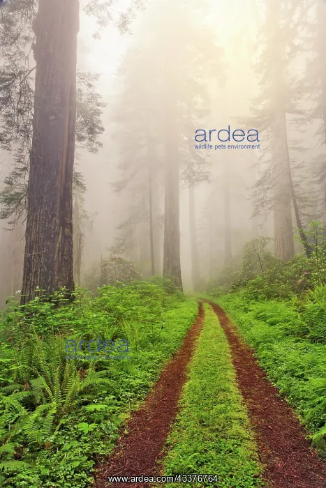 : Old roadway through foggy redwood forest, Redwood : Old roadway through foggy redwood forest, Redwood