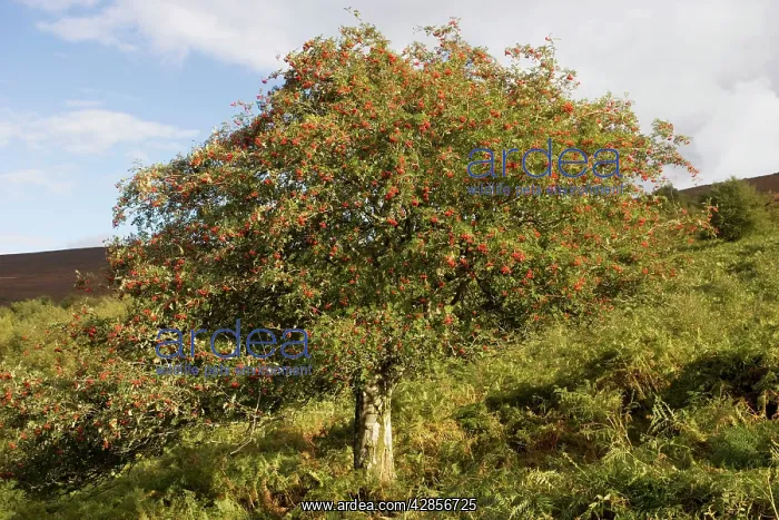  : Old rowan tree on the slopes of Dunkery Beacon