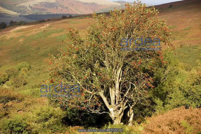  : Old rowan tree on the slopes of Dunkery Beacon