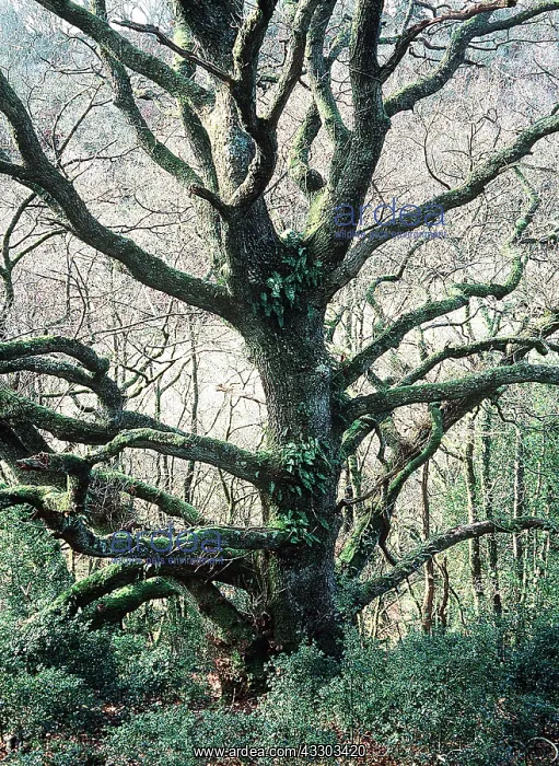 : Old Sessile OAK - covered with epiphytes : Old Sessile OAK - covered with epiphytes