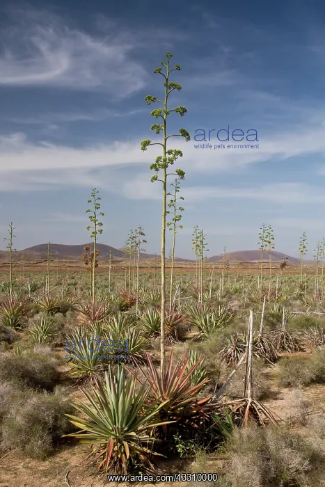 : Old Sisal plantation - sisal hemp in cultivation : Old Sisal plantation - sisal hemp in cultivation