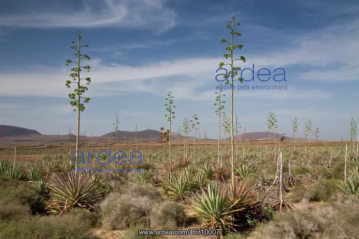 : Old Sisal plantation - sisal hemp in cultivation : Old Sisal plantation - sisal hemp in cultivation