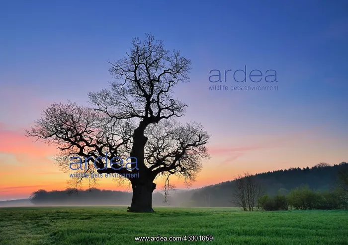 : Old solitary Oak (Quercus) in green field, dawn : Old solitary Oak (Quercus) in green field, dawn