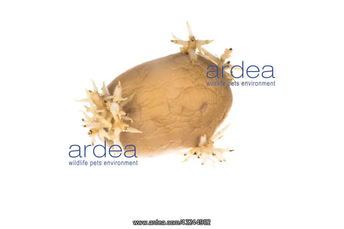  : Old sprouted potato against a white background