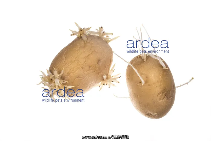 : Two old sprouted potato against a white background : Two old sprouted potato against a white background