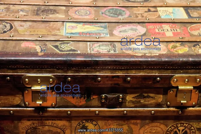 : Old steamer trunk covered with stickers of various : Old steamer trunk covered with stickers of various