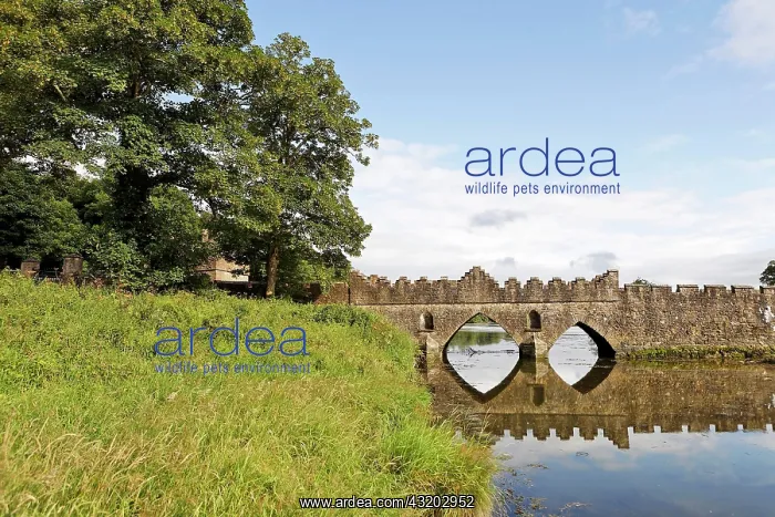 : Old stone bridge beneath the Tintern Abbey, County : Old stone bridge beneath the Tintern Abbey, County