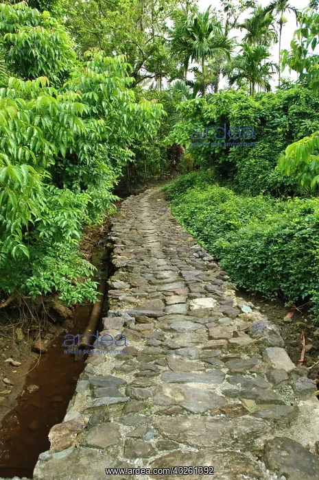  : Old stone pathway, Yap, Caroline Islands