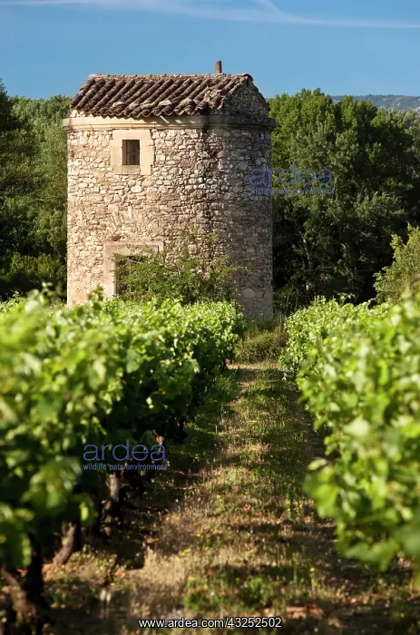 : Old stone tower stands guard over vineyard : Old stone tower stands guard over vineyard