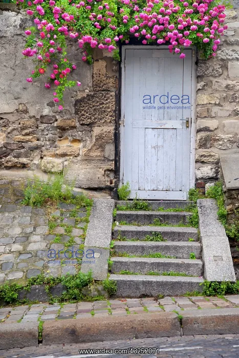 : Old stone wall with wooden door and flowering : Old stone wall with wooden door and flowering