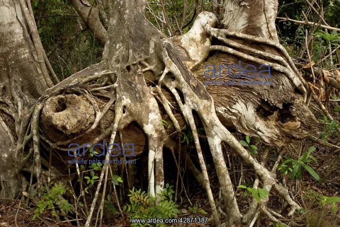 : Old strangler fig - with aerial roots : Old strangler fig - with aerial roots