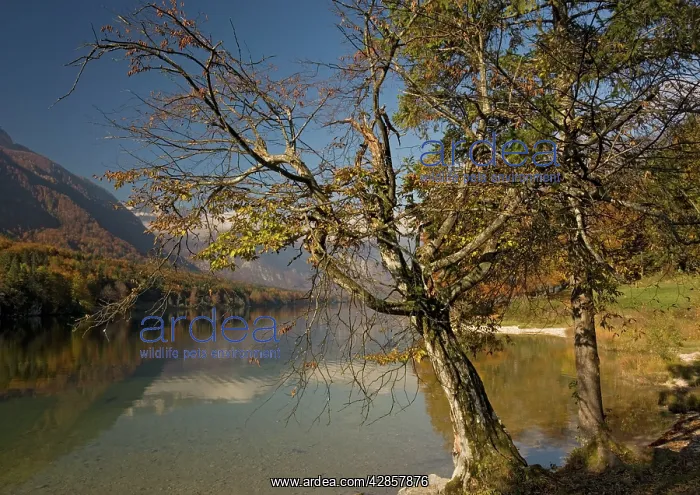 : Old stunted hornbeam tree by Lake Bohinj in autumn : Old stunted hornbeam tree by Lake Bohinj in autumn