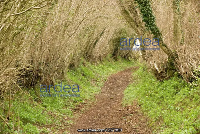 : Old sunken lane in the ancient countryside of West : Old sunken lane in the ancient countryside of West