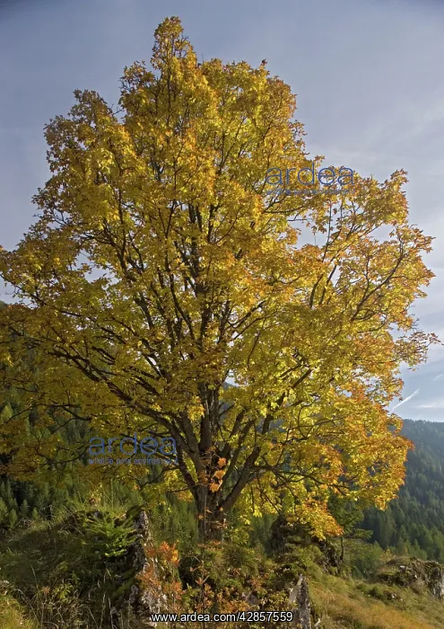  : Old Sycamore tree in autumn colour