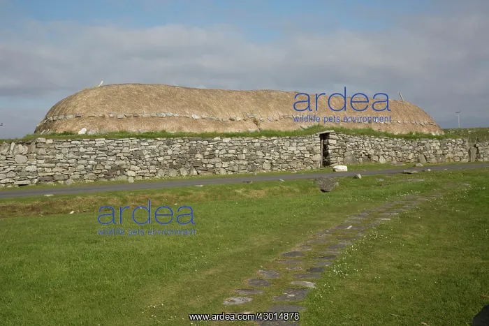 : Old Thatched Blackhouse No 42 : Old Thatched Blackhouse No 42