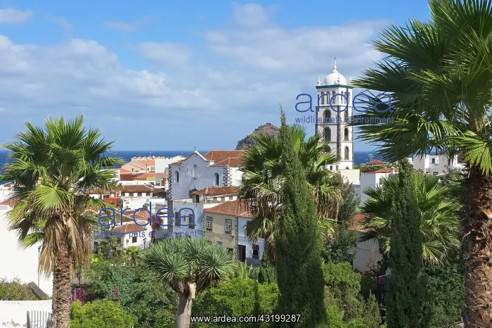 : Old town of Garachico, Tenerife, Canary Islands : Old town of Garachico, Tenerife, Canary Islands