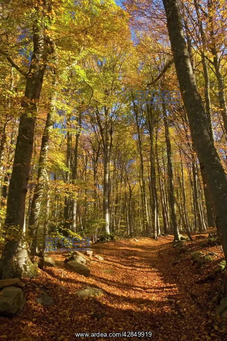: Old trackway in Beech woodland in autumn at about : Old trackway in Beech woodland in autumn at about