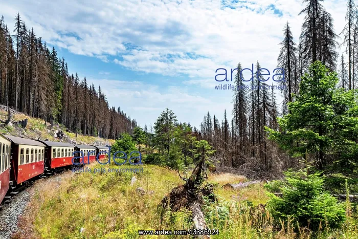 : Old train wagons on a railroad in a forest with : Old train wagons on a railroad in a forest with