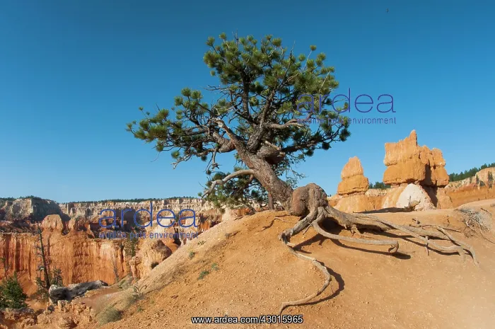 : Old Tree with roots discoveries for erosion : Old Tree with roots discoveries for erosion