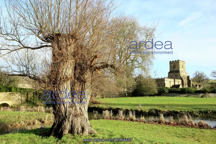 : Old Tree Stump : Old Tree Stump