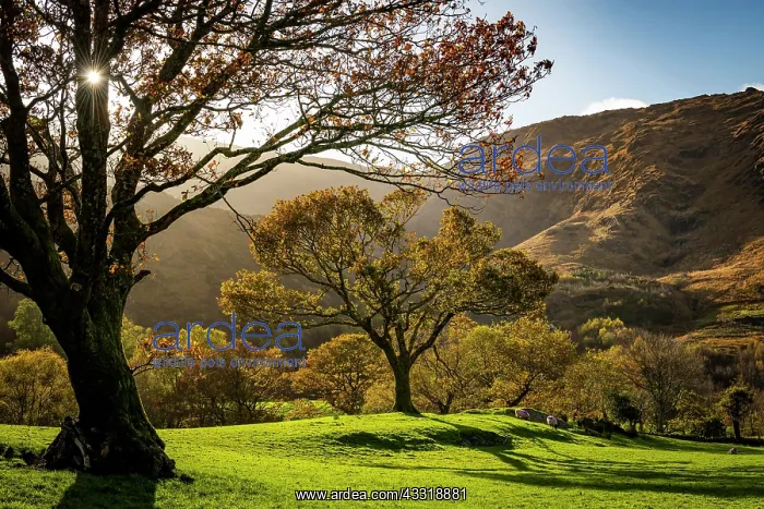 : Old trees in autumnal landscape, Gleninchaquin Park : Old trees in autumnal landscape, Gleninchaquin Park