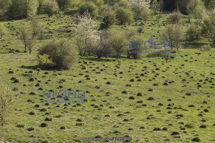 : Old unspoilt pasture studded with anthills, in the : Old unspoilt pasture studded with anthills, in the