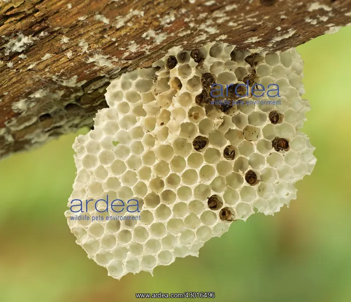 : Old Wasps Nest underneath fallen branch : Old Wasps Nest underneath fallen branch