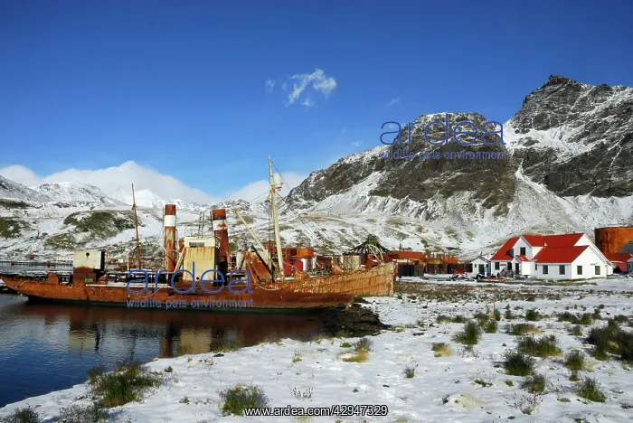 : Old Whaling boats at Grytviken : Old Whaling boats at Grytviken