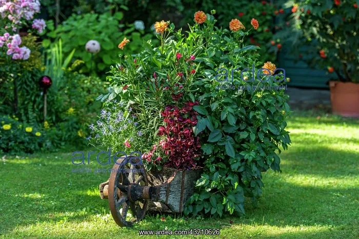 : Old wheelbarrow planted with flowers in a cottage : Old wheelbarrow planted with flowers in a cottage