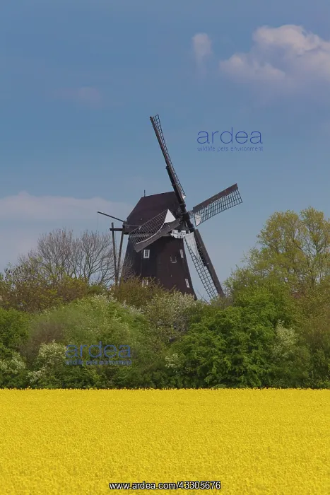 : Old windmill of Lemkenhafen - Island of Fehmarn : Old windmill of Lemkenhafen - Island of Fehmarn