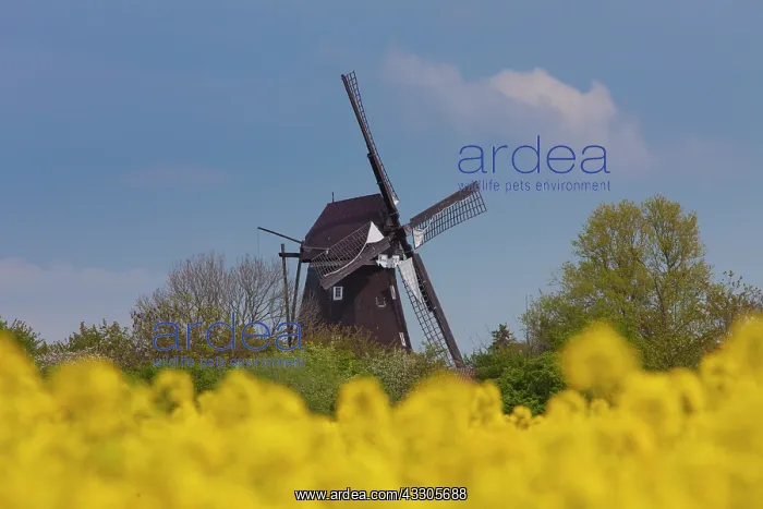 : Old windmill of Lemkenhafen - Island of Fehmarn : Old windmill of Lemkenhafen - Island of Fehmarn