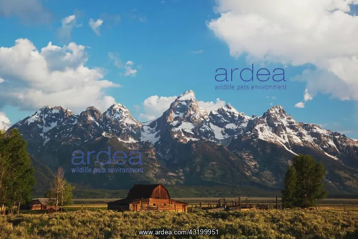 : Old wooden Barn and grand teton range, Antelope : Old wooden Barn and grand teton range, Antelope