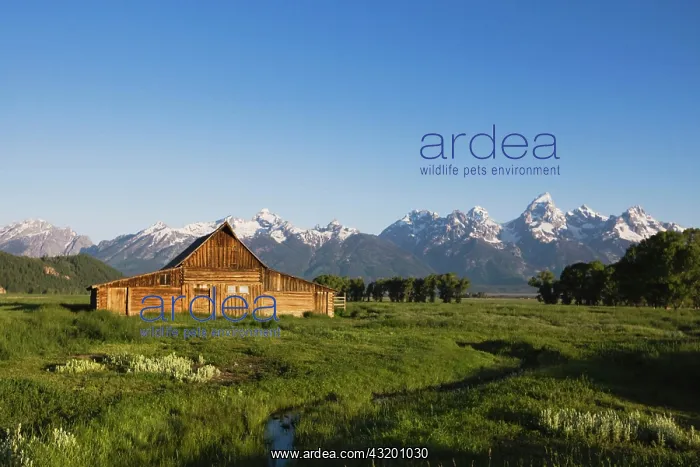 : Old wooden barn and Grand Teton Range, Antelope : Old wooden barn and Grand Teton Range, Antelope