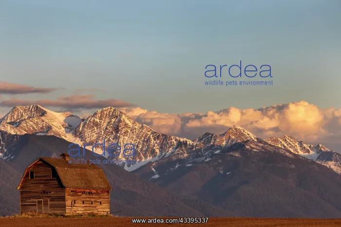 : Old wooden barn with Mission Mountains near Pablo : Old wooden barn with Mission Mountains near Pablo