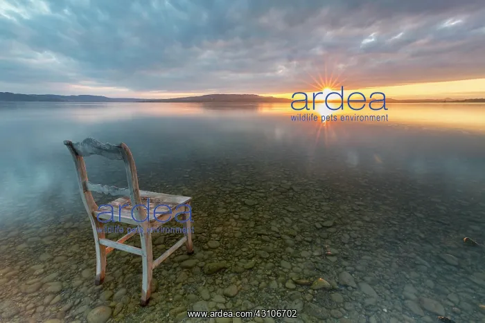 : Old wooden chair in the water at cloudy sky and : Old wooden chair in the water at cloudy sky and