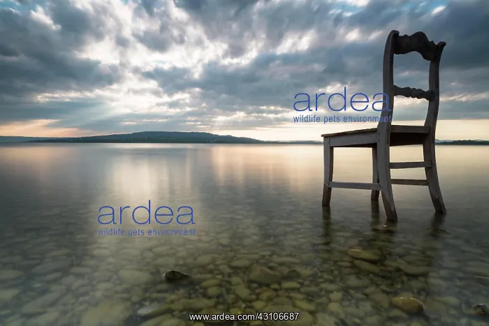: Old wooden chair in water with cloudy sky, Lake : Old wooden chair in water with cloudy sky, Lake