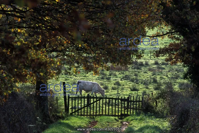 : Old wooden fence and a Charolais in meadow France : Old wooden fence and a Charolais in meadow France