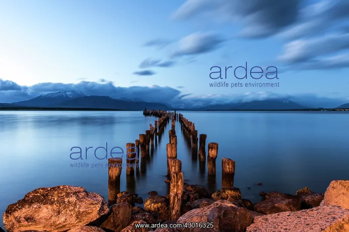  : Old Wooden Pier at dusk